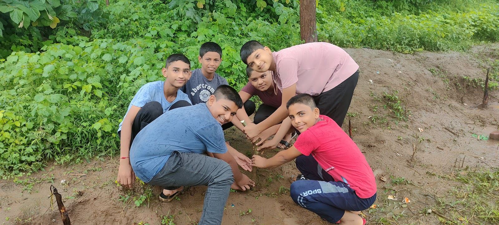 Tree Plantation