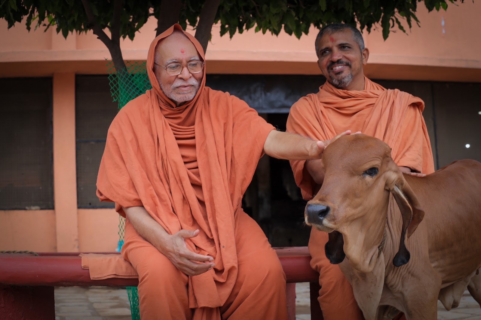 Gaushala Visit by Guru Maharaj